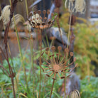 Umbellifer Plant Art - WowCornwall