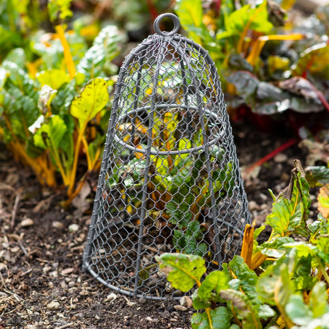 Garden Cloche 21cm