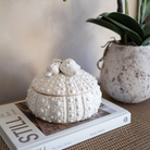 Urchin and Shell Trinket Jar