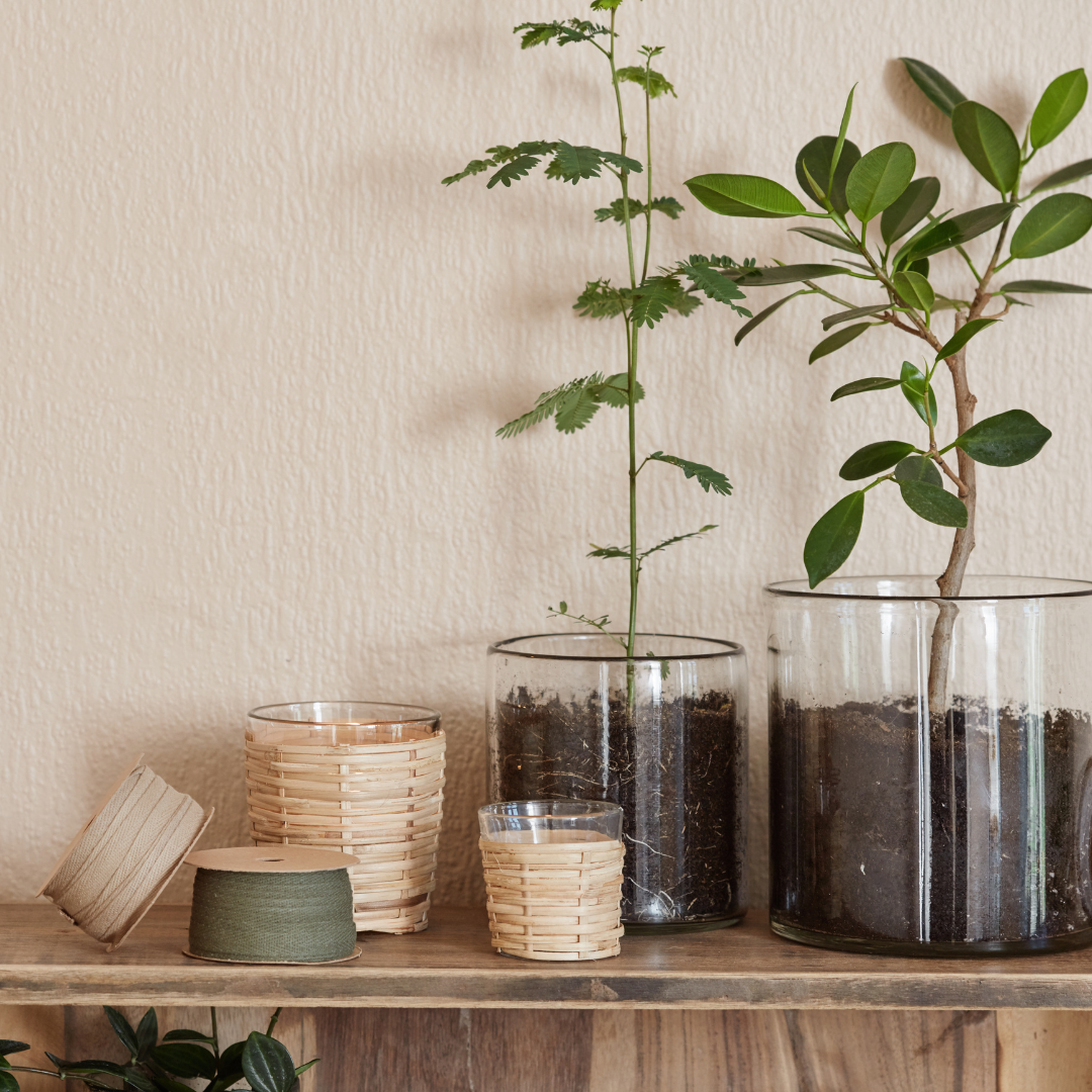 Cotton Ribbon in Moss Green 5m - WowCornwall