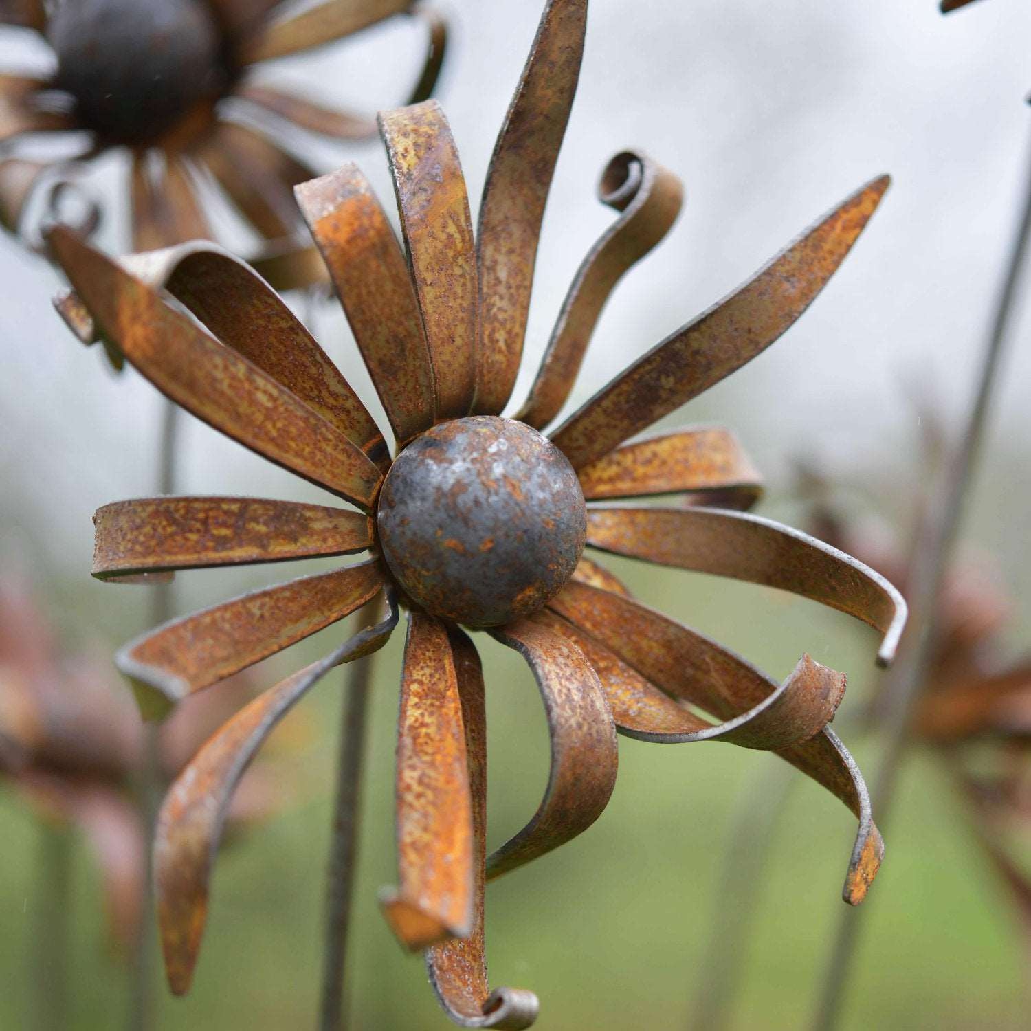 Crazy Daisies - WowCornwall