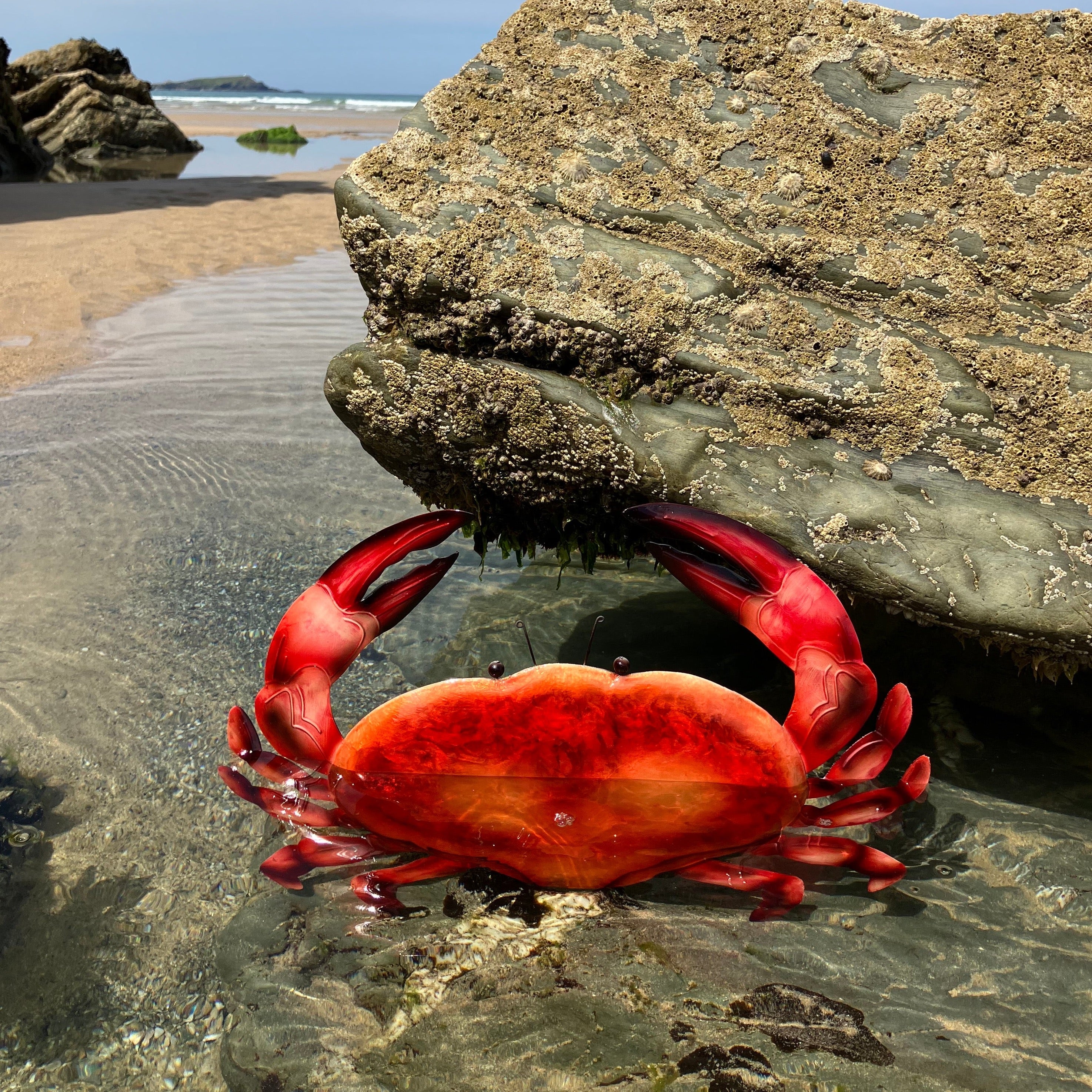 Orange Crab Wall Art - WowCornwall