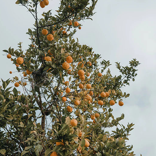 Soller, Warm Orange + Seared Amber, Premium Soy Wax Candle - WowCornwall